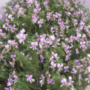 ヒメ日記 2025/05/19 16:32 投稿 ゆうか 彼女の部屋本店