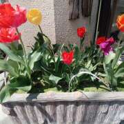 ヒメ日記 2025/04/06 17:14 投稿 林幸 五十路マダム　和歌山店