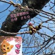 ヒメ日記 2026/03/23 17:22 投稿 林幸 五十路マダム　和歌山店