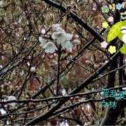 ヒメ日記 2026/03/25 20:28 投稿 林幸 五十路マダム　和歌山店