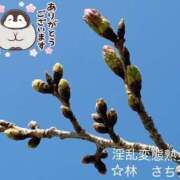 ヒメ日記 2026/03/26 19:38 投稿 林幸 五十路マダム　和歌山店