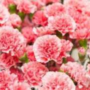 ヒメ日記 2026/05/11 01:49 投稿 椿 梨奈 ELEGANCE