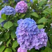 ヒメ日記 2026/06/13 14:31 投稿 椿 梨奈 ELEGANCE