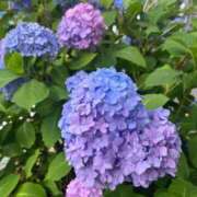 ヒメ日記 2026/06/13 14:49 投稿 椿 梨奈 ELEGANCE