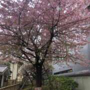 ヒメ日記 2025/03/29 00:24 投稿 ひびき 熟女の風俗最終章 本厚木店