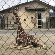 ヒメ日記 2025/10/04 00:59 投稿 ひびき 熟女の風俗最終章 本厚木店