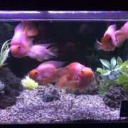 ヒメ日記 2025/11/15 18:10 投稿 ひびき 熟女の風俗最終章 本厚木店