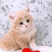 ヒメ日記 2025/06/22 20:23 投稿 なの（モデルクラス現役女子大生 ハニービー（Honey Bee）