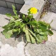 ヒメ日記 2025/05/23 18:09 投稿 このみ 艶姫（つやひめ）