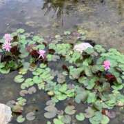 ヒメ日記 2025/05/25 21:31 投稿 このみ 艶姫（つやひめ）