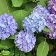 ヒメ日記 2025/06/08 18:50 投稿 このみ 艶姫（つやひめ）