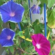 ヒメ日記 2025/07/16 19:02 投稿 このみ 艶姫（つやひめ）