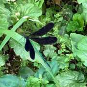 ヒメ日記 2025/07/24 21:39 投稿 このみ 艶姫（つやひめ）