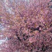 みやび 地元はやっと咲きました🌸 池袋人妻城