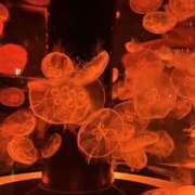 ヒメ日記 2025/08/09 05:08 投稿 れいな 熟女の風俗最終章 高崎店