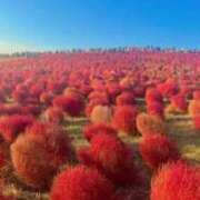 ヒメ日記 2025/10/25 10:08 投稿 れいな 熟女の風俗最終章 高崎店