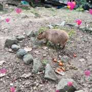 ヒメ日記 2025/11/03 09:43 投稿 れいな 熟女の風俗最終章 高崎店