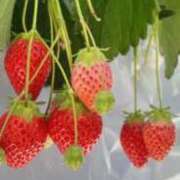 ヒメ日記 2026/02/03 20:28 投稿 れいな 熟女の風俗最終章 高崎店