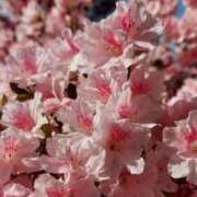 ヒメ日記 2026/04/26 23:58 投稿 れいな 熟女の風俗最終章 高崎店