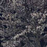 ヒメ日記 2025/04/14 19:27 投稿 相葉 ちなつ 神戸RED DRAGON