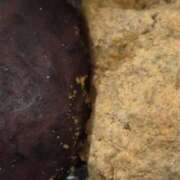 ヒメ日記 2025/04/25 13:24 投稿 相葉 ちなつ 神戸RED DRAGON