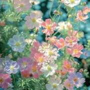 ヒメ日記 2025/03/04 08:39 投稿 KARINA【かりな】 ViVi-ヴィヴィ-(金津園)