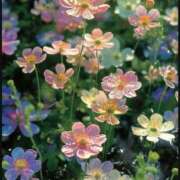 ヒメ日記 2025/03/06 01:37 投稿 KARINA【かりな】 ViVi-ヴィヴィ-(金津園)