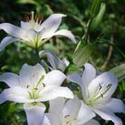 KARINA【かりな】 一昨日は♡ ViVi-ヴィヴィ-(金津園)