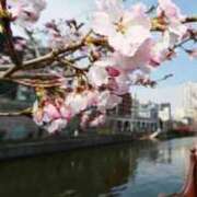 ヒメ日記 2025/03/26 21:56 投稿 せりな sakura