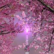 ヒメ日記 2025/04/10 01:42 投稿 せりな sakura