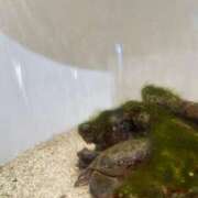 ヒメ日記 2025/09/05 18:23 投稿 ミナギ(極) 人妻生レンタル