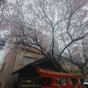 ヒメ日記 2025/04/10 10:23 投稿 ルイ(極) 人妻生レンタル