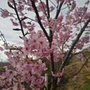 ヒメ日記 2025/04/14 10:11 投稿 ルイ(極) 人妻生レンタル