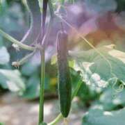 ヒメ日記 2025/07/21 10:00 投稿 ルイ(極) 人妻生レンタル