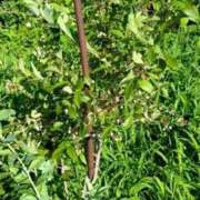 ヒメ日記 2025/08/04 10:20 投稿 ルイ(極) 人妻生レンタル