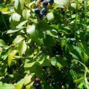 ヒメ日記 2025/08/16 10:00 投稿 ルイ(極) 人妻生レンタル