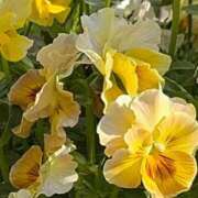 アユリ (〃´o｀)=3 人妻生レンタル