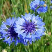 ヒメ日記 2025/08/12 20:50 投稿 ナチ 人妻生レンタル