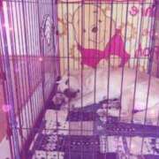 ヒメ日記 2025/03/26 00:20 投稿 フミカ 人妻生レンタル