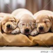 ヒメ日記 2025/05/18 22:40 投稿 フミカ 人妻生レンタル