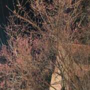 ヒメ日記 2025/03/25 21:00 投稿 セリナ 人妻生レンタル