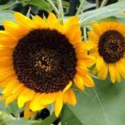 ヒメ日記 2025/10/20 11:50 投稿 セリナ 人妻生レンタル