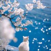 ヒメ日記 2025/03/17 17:52 投稿 アコ 人妻生レンタル