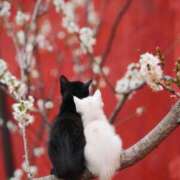 ヒメ日記 2025/03/17 17:57 投稿 アコ 人妻生レンタル