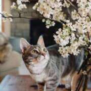 ヒメ日記 2025/03/21 13:00 投稿 アコ 人妻生レンタル