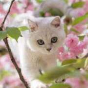 ヒメ日記 2025/04/07 09:50 投稿 アコ 人妻生レンタル