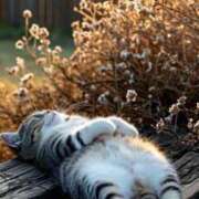 ヒメ日記 2025/05/06 14:56 投稿 アコ 人妻生レンタル