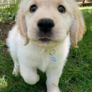 ヒメ日記 2025/05/22 11:20 投稿 アコ 人妻生レンタル