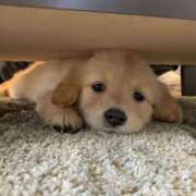 ヒメ日記 2025/05/22 11:29 投稿 アコ 人妻生レンタル