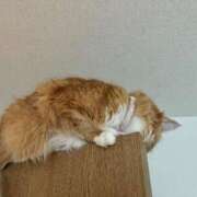 ヒメ日記 2025/04/17 05:50 投稿 ミク(極) 人妻生レンタル